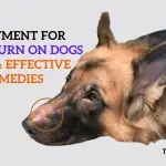 Treatment for Razor Burn on Dogs Safe & Effective Remedies